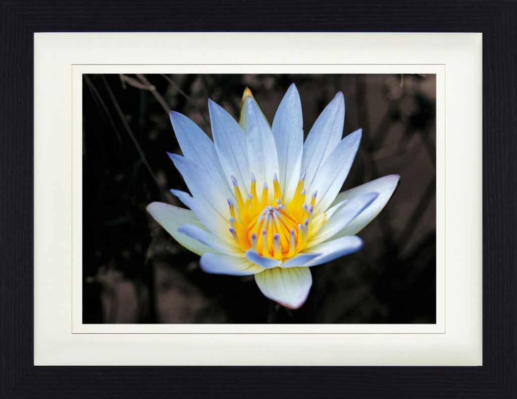 Blumen Gerahmtes Bild Mit Edlem Passepartout | Wand-Bilder | Im Bilderrahmen - Blütenzauber, Weiße Seerose (30 x 40 cm)