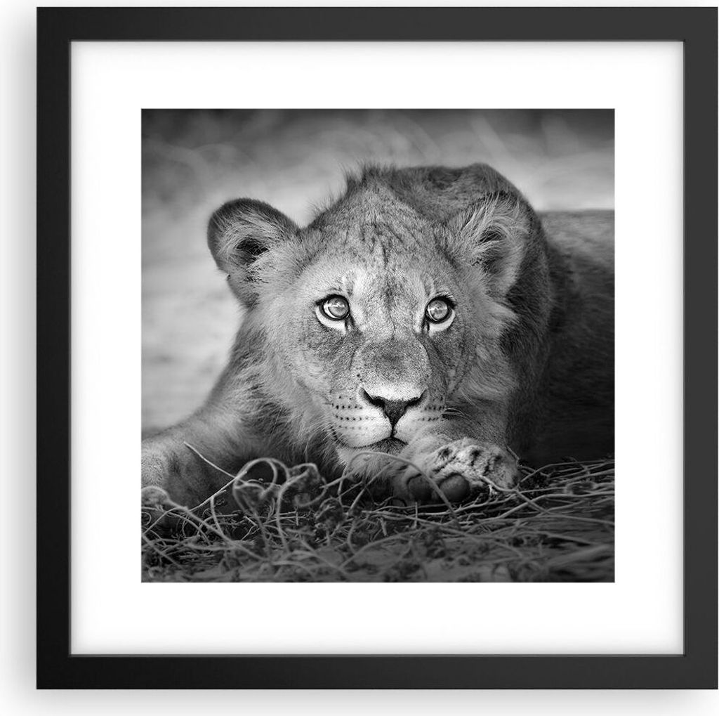 Gerahmtes Poster - Schwarzer Rahmen - Löwe asiatisch Porträt - 30x30 cm - Wand Bild - Wanddeko - Wandbilder - Kunstposter - Wandposter - Bilderra...