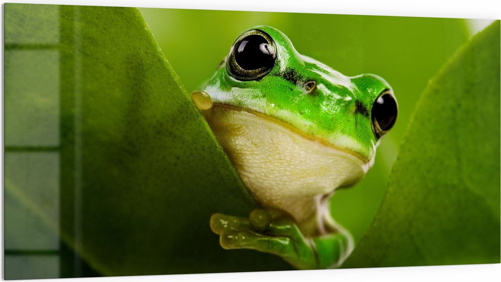 DEQORI Küchenrückwand Glas 100x50 cm 'Grüner Lauschposten' Spritzschutz Bad Rückwand Küche