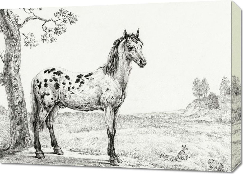 Bild 70x50cm Stehendes Buntes Pferd, Jean Bernard für das Wohnzimmer