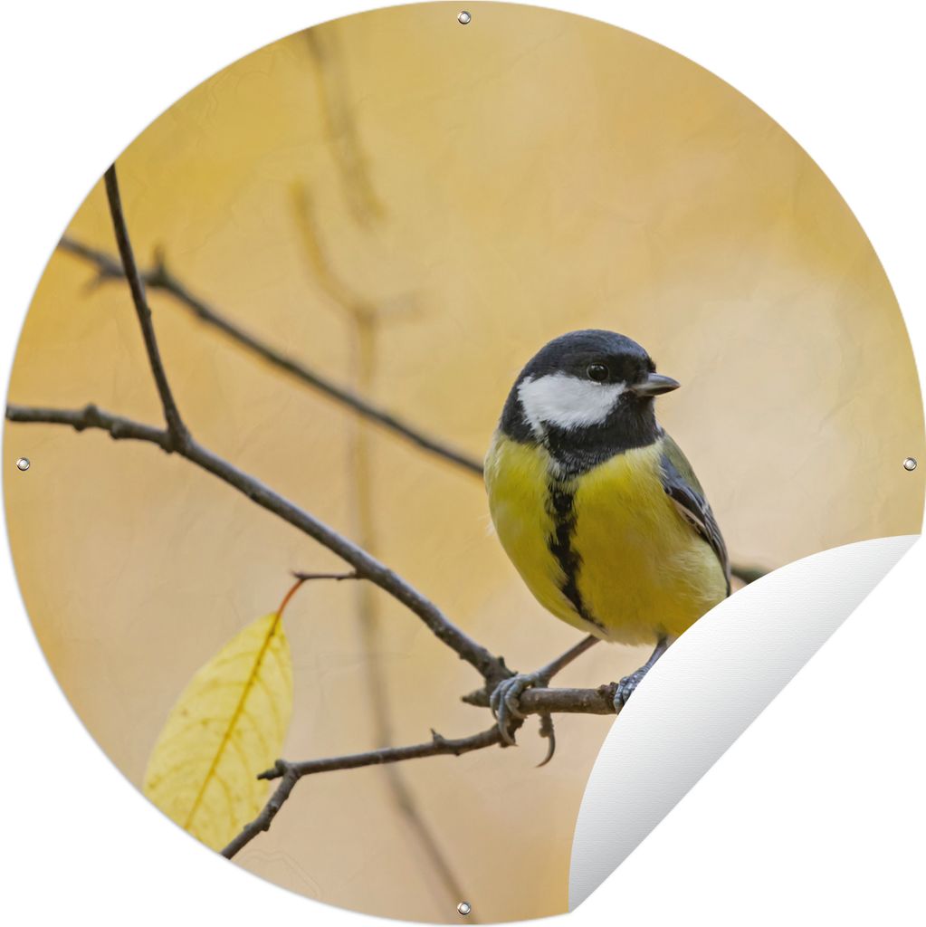 MuchoWow Gartenposter Outdoor-Poster Rund Kohlmeise - Zweig - Vogel - Tiere Ø 120 cm Gartendeko Rundes Poster draußen