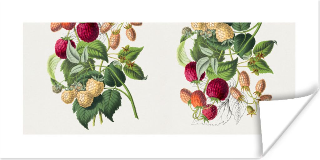 MuchoWow Poster Lebensmittel - Himbeere - Obst 160x80 cm - Foto Poster