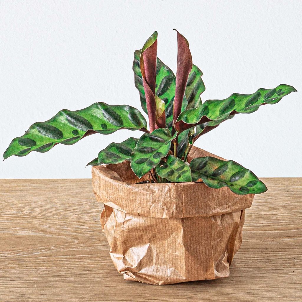Green Your Bottle Flaschengarten Set Calathea lancifolia