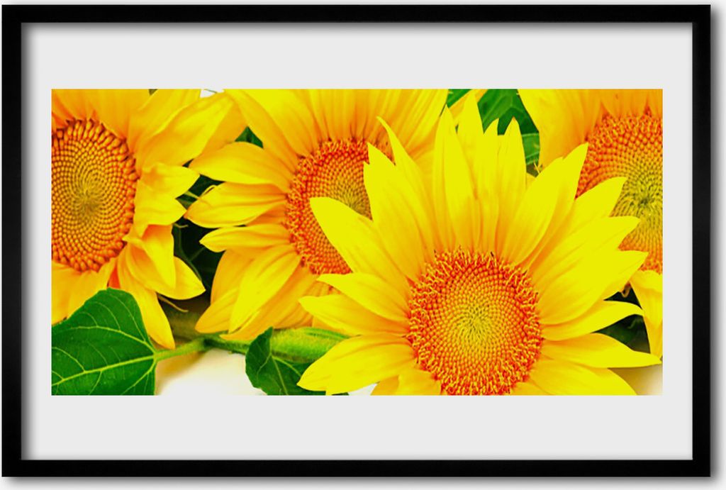 Bild 60x40 MDF-Rahmen Wandkunst Sonnenblume Natur