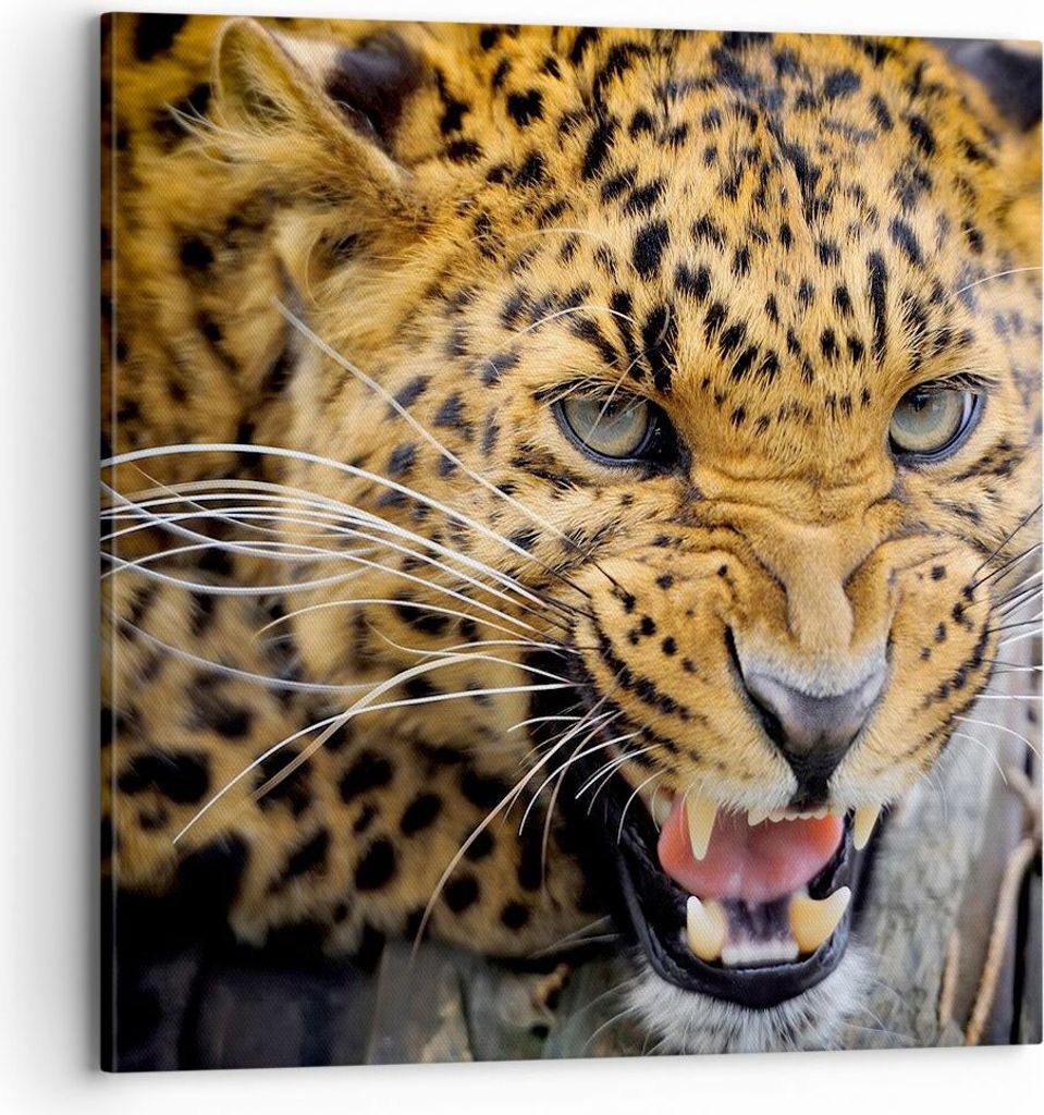 Bild auf Leinwand - Leinwandbild - Leopard tier savanne afrika - 70x70cm - Wand Bild - Wanddeko - Leinwanddruck - Bilder - Kunstdruck - Wanddekorat...
