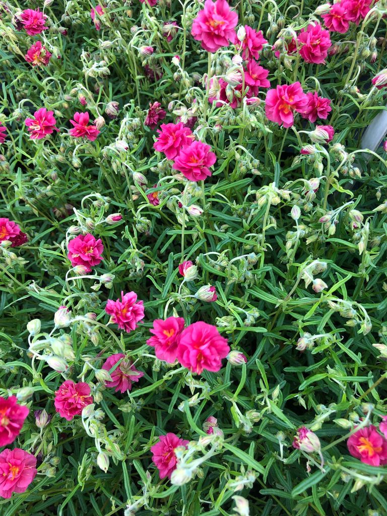 6 x Helianthemum hybr. 'Cerise Queen' - Hélianthème - Pot Image du produit 