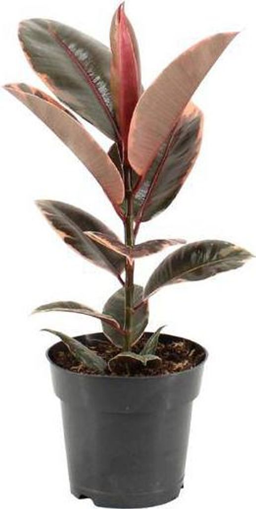 Gummibaum Ficus elastica Belize Ø17cm 55cm pflegeleichte Zimmerpflanze dekorativ