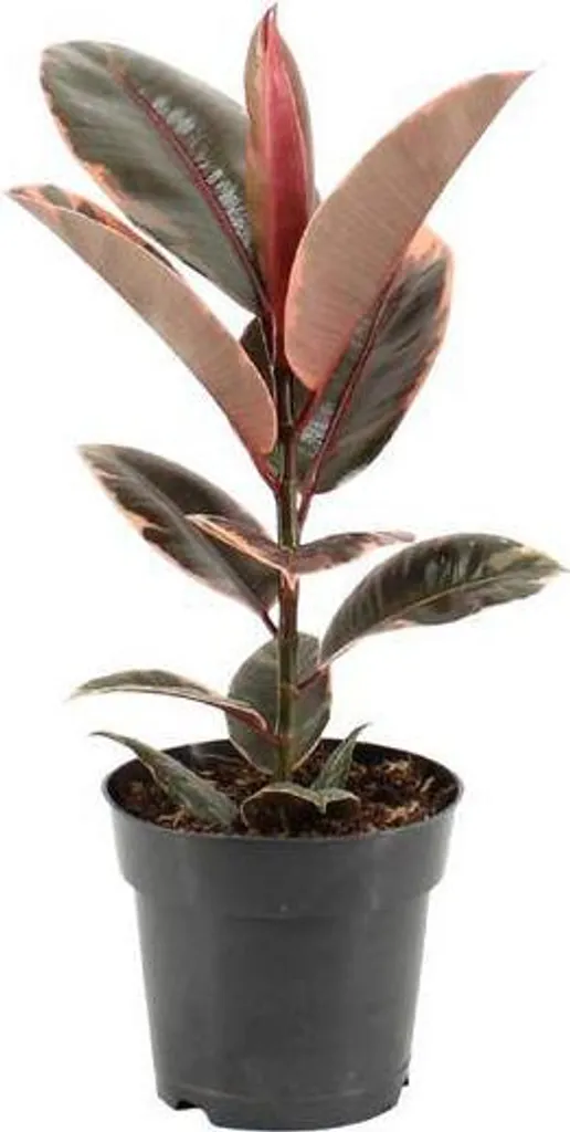 Aménager votre bureau avec le Ficus élastique Belize 55 cm élégant