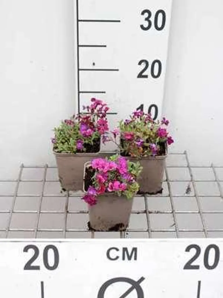 Lot de 6 Aubrieta hybrida Cascade Purple - Blaukissen en Pots de 9x9cm