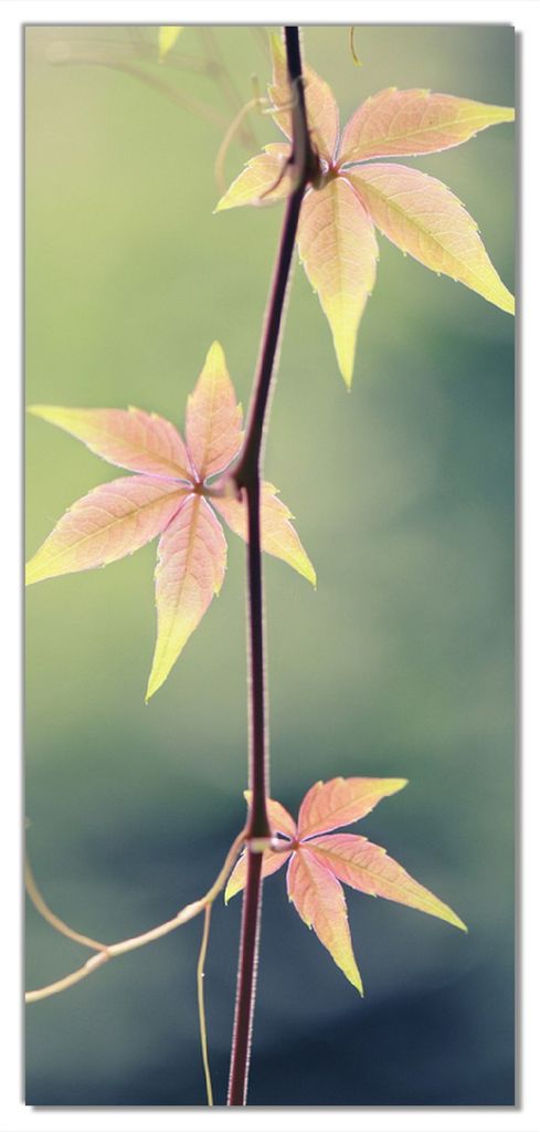 Wallario selbstklebende Türtapete 93 x 205 cm - Herbstblume - Abwischbar, rückstandsfrei zu entfernen