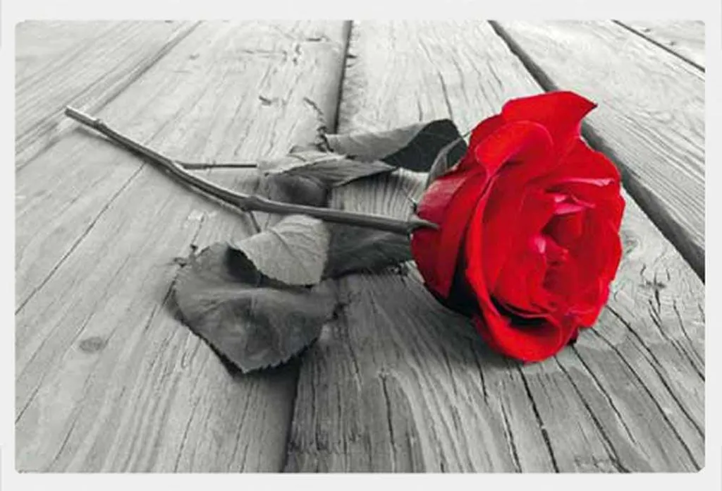 Affiche Rose Rouge Colourlight sous cadre Shinsuke MDF et vitre acrylique