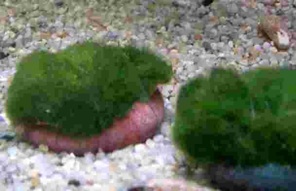 5 Moossteine, Deko im Aquarium, Garnelen, Moos