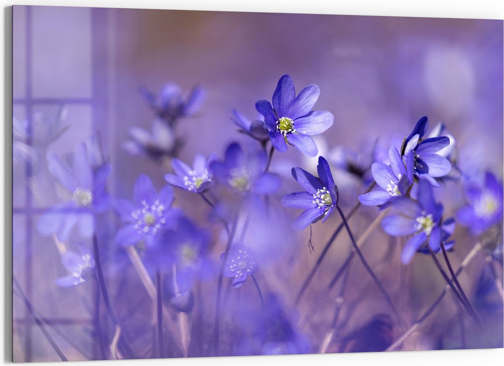 DEQORI Glasbild Echtglas 90x60 cm 'Blaue Traumblüten' Wandbild Bild modern Deko