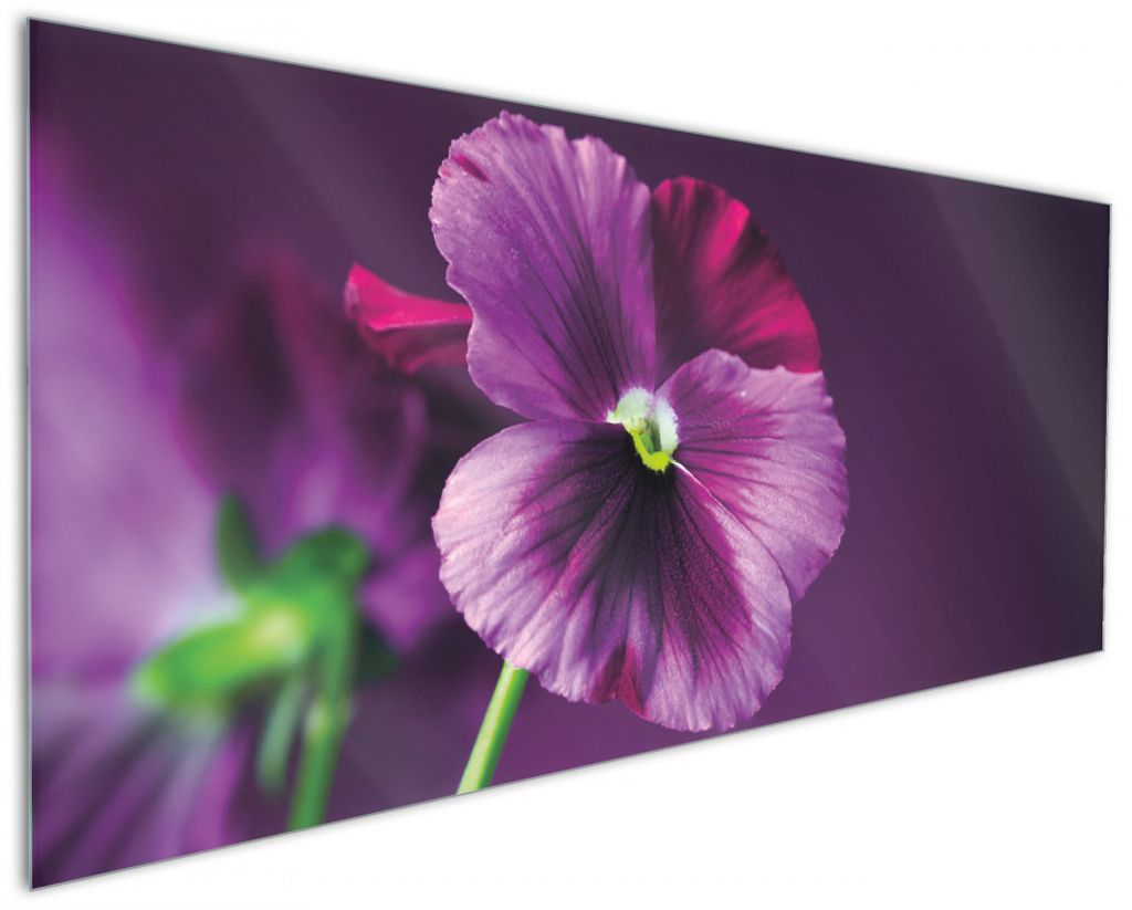 Wallario Küchenrückwand aus Glas, Größe: 125 x 50 cm, Motiv: Lila Stiefmütterchen | Spritzschutz | abwischbar | pflegeleicht | in