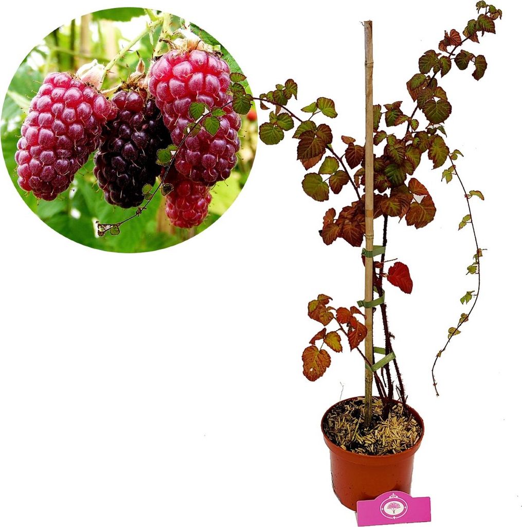Rubus fruticosus x idaeus 'Tayberry', kruising tussen Productafbeelding 