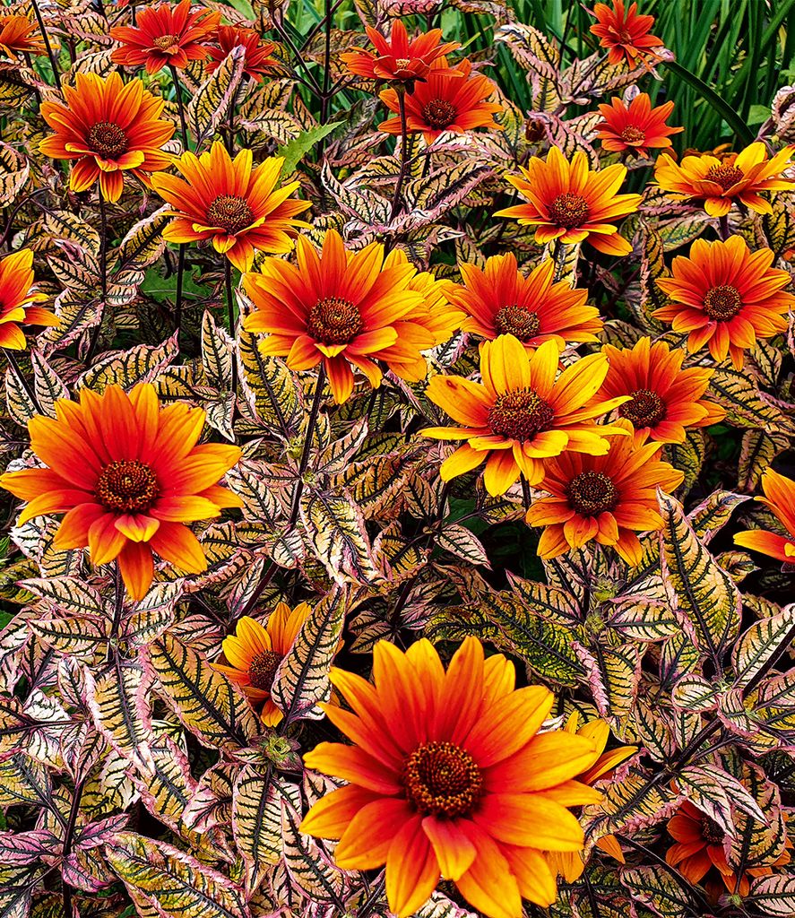 BALDUR Garten 1x Sonnenauge 'Orange Marble', einzigartig Produktbild 
