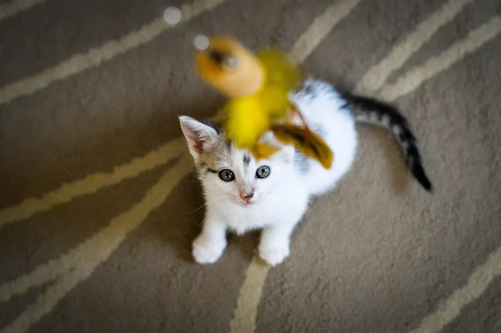 Jouet Canne à Pêche pour Chat avec Plumes Naturelles - Accessoire Félin - 3