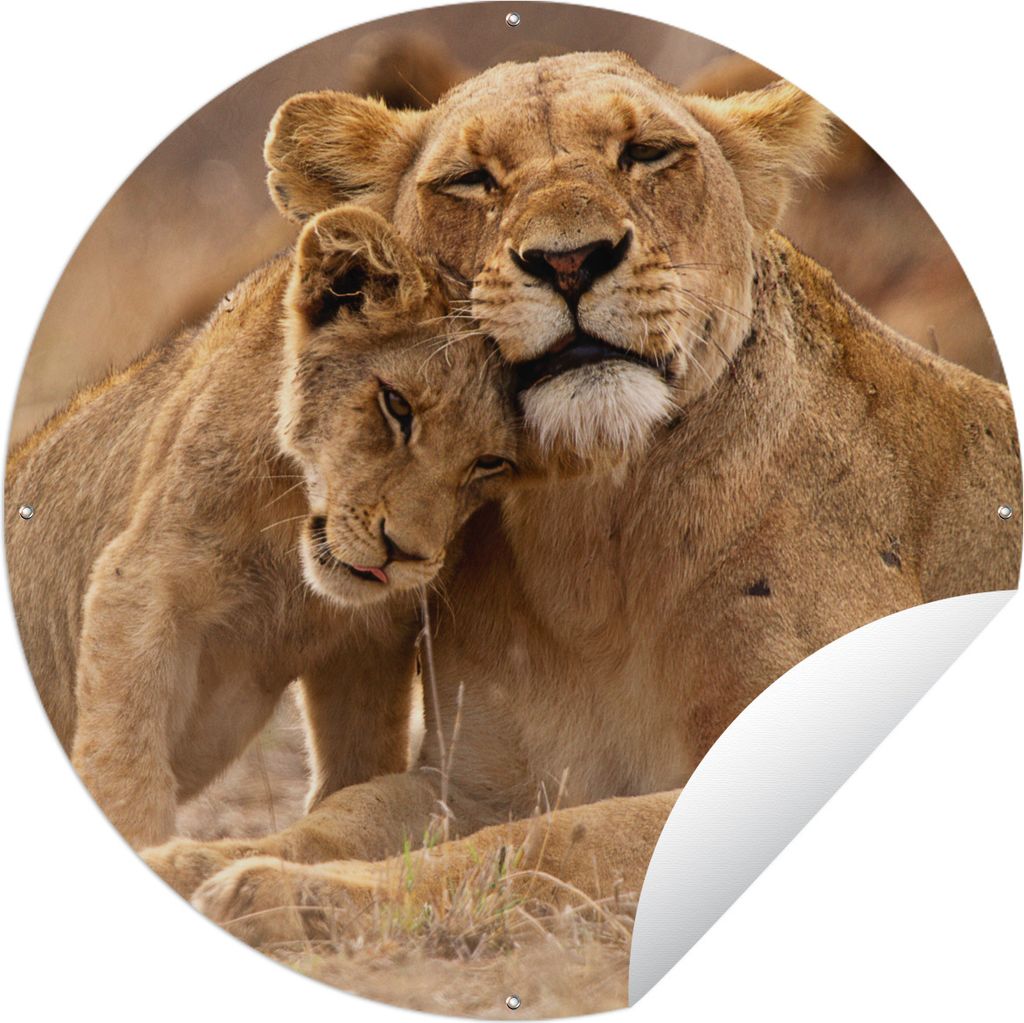 MuchoWow Gartenposter Outdoor-Poster Rund Löwe - Wilde Tiere - Jungtier Ø 120 cm Gartendeko Rundes Poster draußen