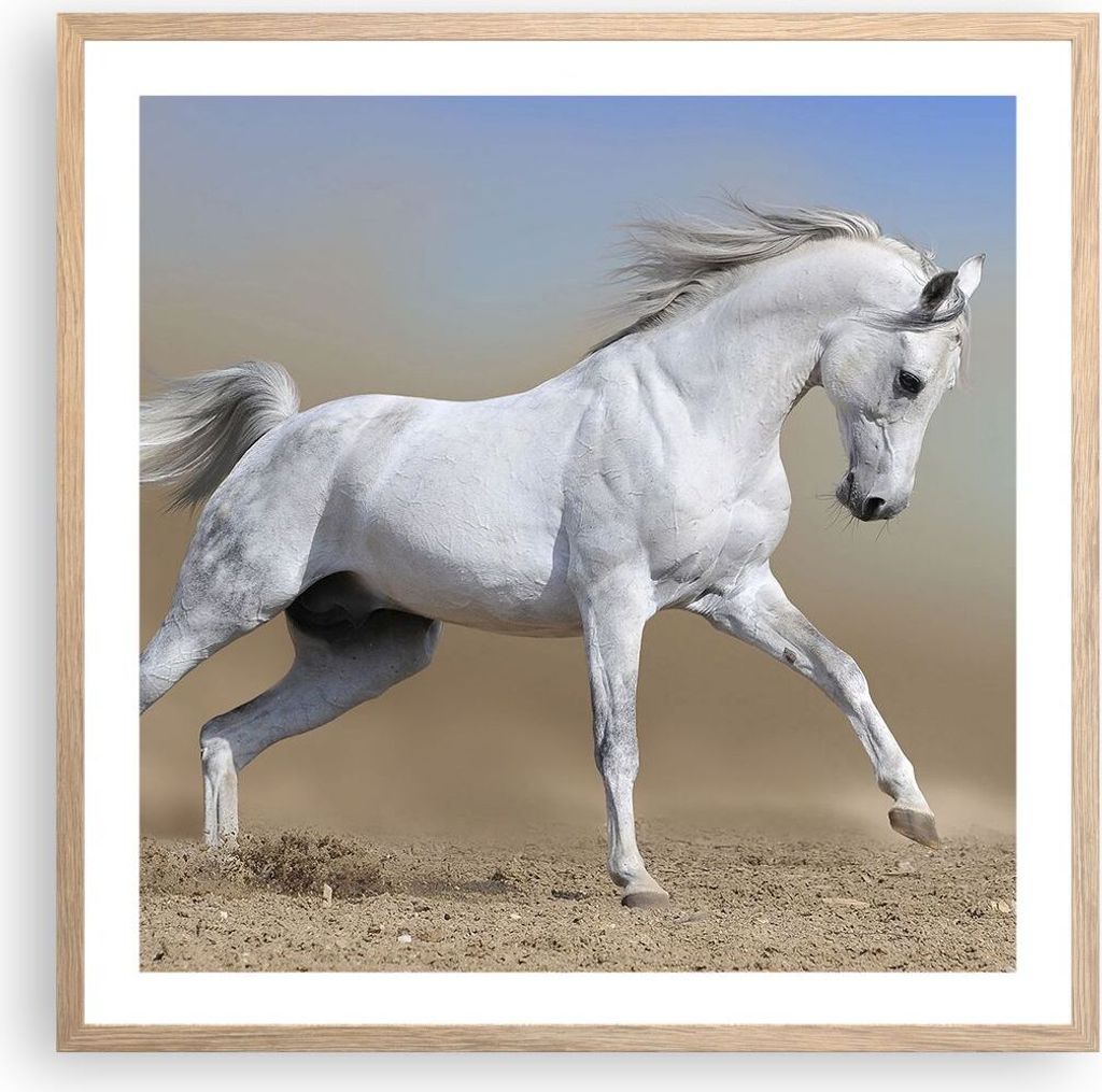 Gerahmtes Poster - Rahmen in heller Eiche - Pferd weiß Tier - 60x60 cm - Wand Bild - Wanddeko - Wandbilder - Kunstposter - Wandposter - Bilderrahm...