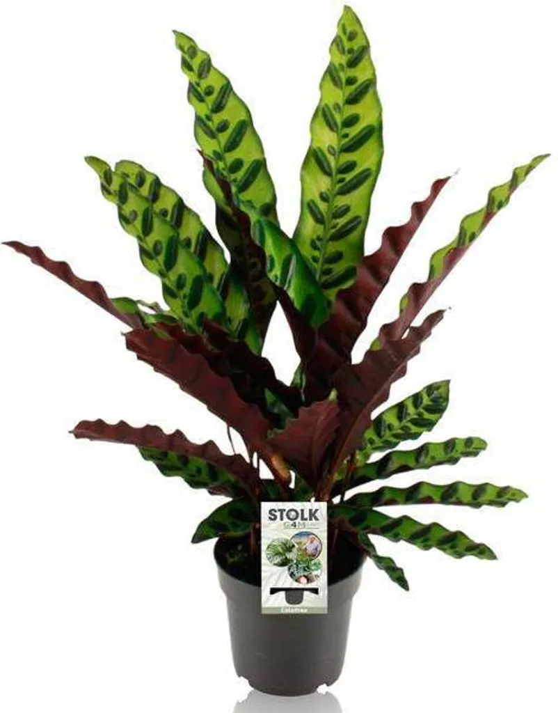 Plante d'intérieur tropicale Calathea Lancifolia Insignis en pot 14cm