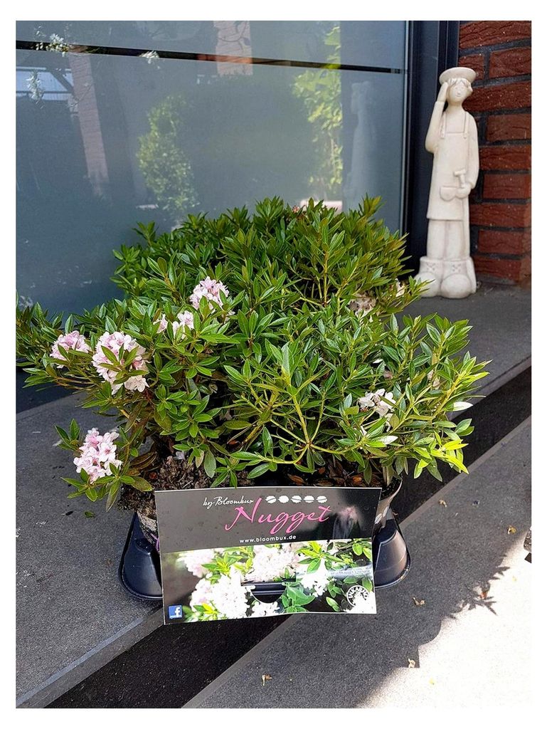Nugget von Bloombux – Blüte & Form von INKARHO 15-20 cm Nugget zu 10 Pflanzen