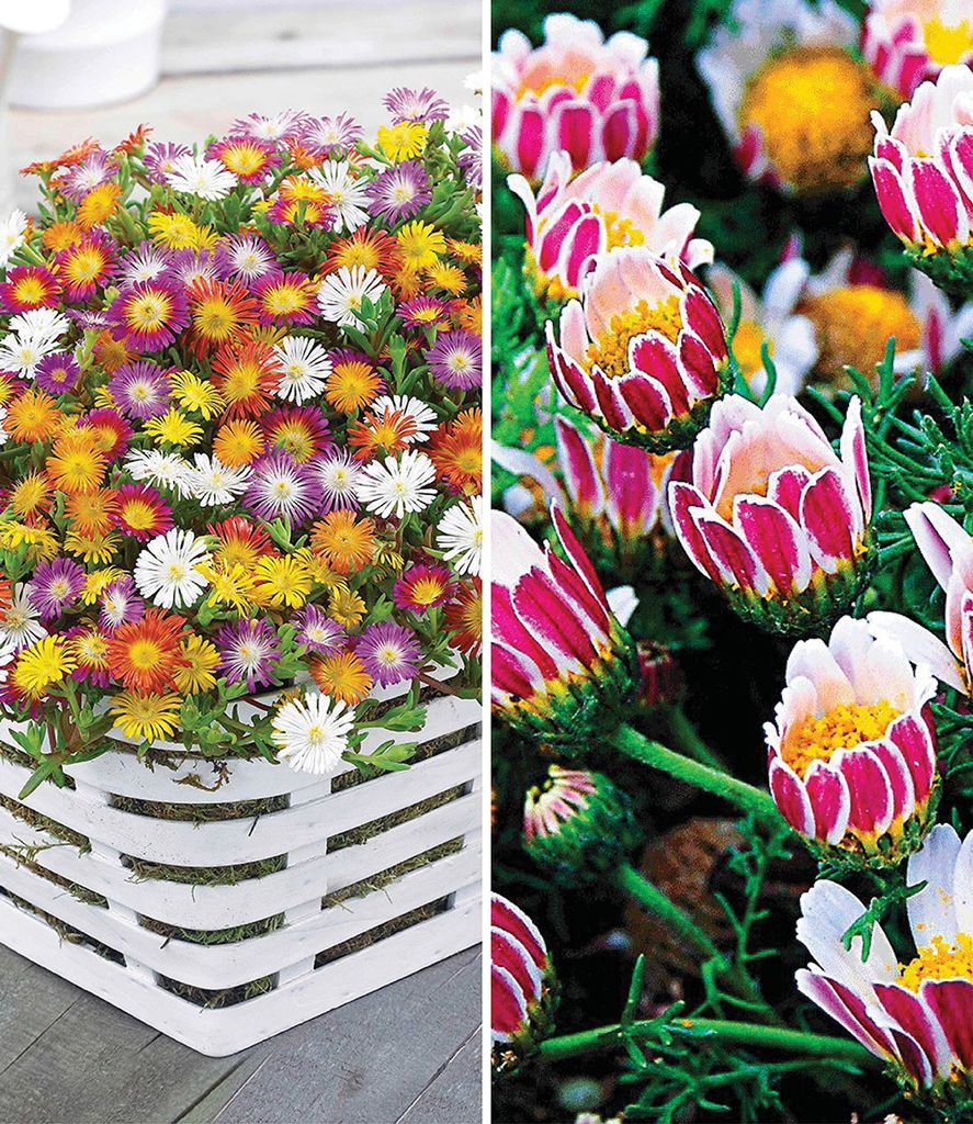 BALDUR Garten 7er Blühende-Bodendecker-Kollektion, Pflanzen im 9x9 cm-Topf, 5 Pflanzen Eisblumen Delosperma congestum & 2 Pflanzen Ringkörbchen A...