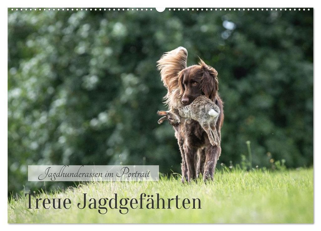 Treue Jagdgefährten - Jagdhunderassen im Portrait (Wandkalender 2027 DIN A2 quer), CALVENDO Monatskalender