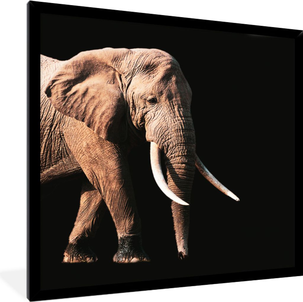 MuchoWow MuchoWow Gerahmtes Poster Elefant - Zähne - Tiere 40x40 cm - Poster mit zchwarzem Bilderrahmen - Mit Rahmen - Wanddekoration Schlafzi...