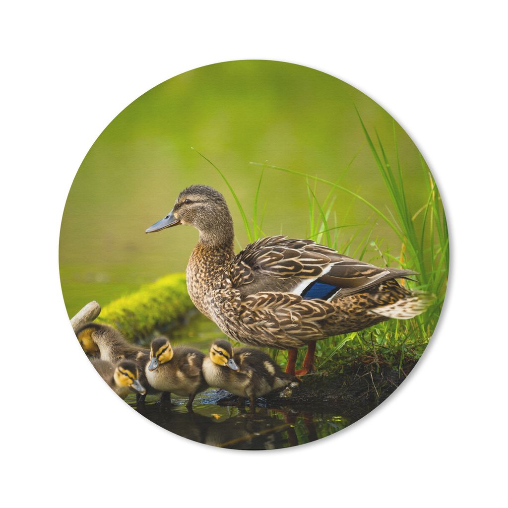 MuchoWow Mauspad Mousepad Ente - Vögel - Wasser - Zweig - Moos 40x40 cm - Mousepads - Maus Mat - Pad - Mausunterlage - Schreibtisch Accessoires