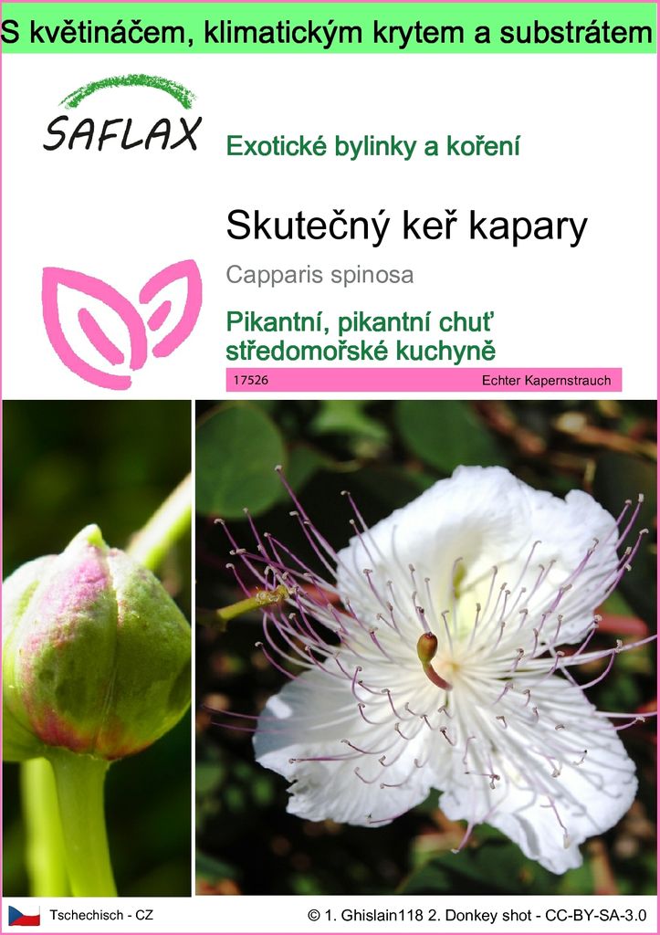 SAFLAX Garden to go - Skutečný keř kapary - Capparis Obrázek produktu 