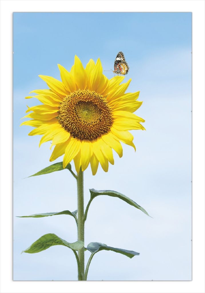 Wallario Wandbild Sonnenblume mit Schmetterling, Größe: 61 x 91,5 cm, Poster mit rahmenlosen Bildhalter
