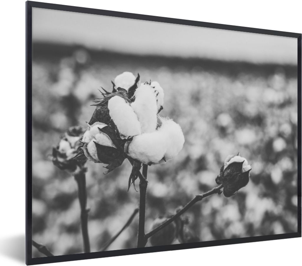 MuchoWow Gerahmtes Poster Baumwolle - Pflanzen - Schwarz - Weiß 40x30 cm - Poster mit Schwarzem Bilderrahmen Wandposter Rahmen Foto Bilder - Kun...