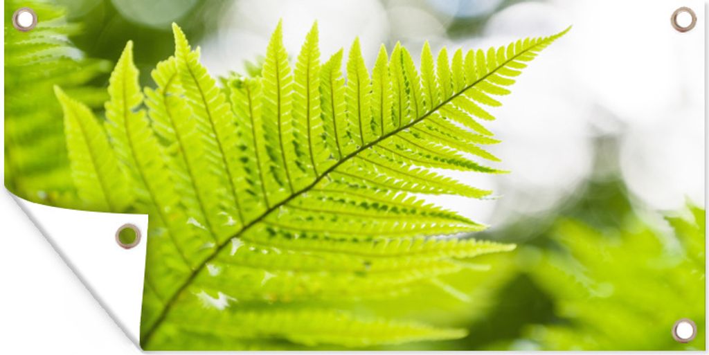 MuchoWow 60x30 cm Outdoor-Poster Gartendeko Sichtschutz Garten Poster für den Garten Blatt eines Farns vor einem verblassten Hintergrund
