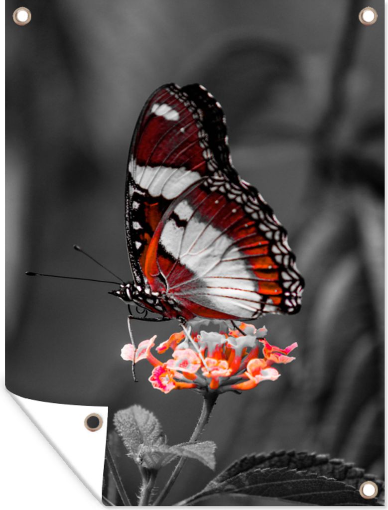 MuchoWow 60x80 cm Outdoor-Poster Gartendeko Sichtschutz Garten Poster für den Garten Schmetterling - Tiere - Blumen - Schwarz und weiß - Orange