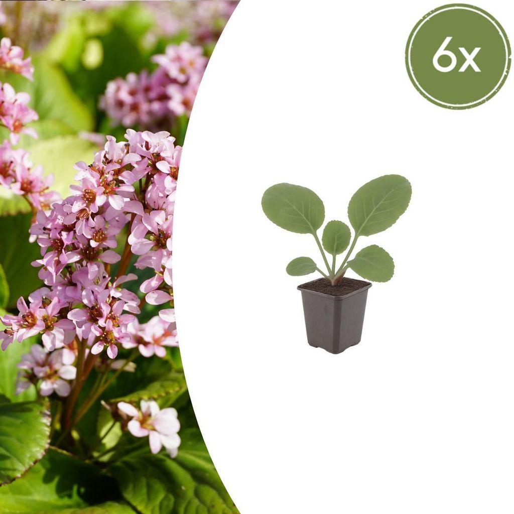 Bergenia cordifolia | 6 Stück - 10-25cm - Ø9cm - Gartenpflanze