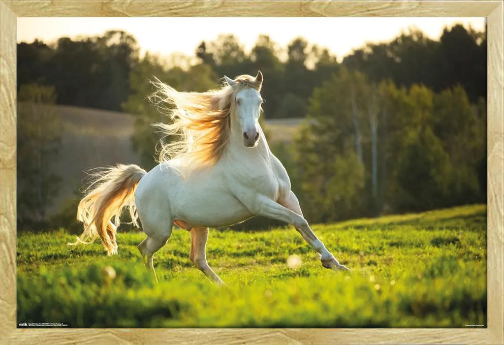 Quadro Cavallo Bianco con Cornice in Legno Faggio Shinsuke Maxi