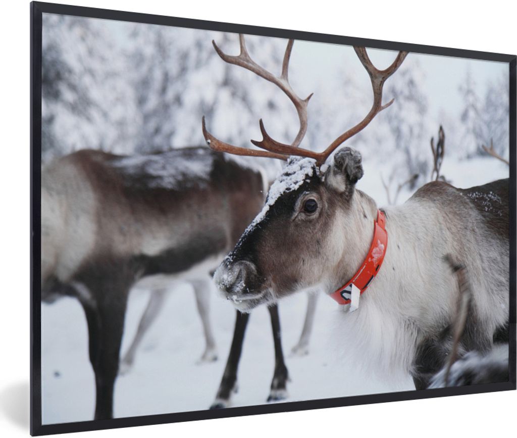 MuchoWow Gerahmtes Poster Ein Rentier vor einem unscharfen Schneehintergrund 60x40 cm - Poster mit Schwarzem Bilderrahmen Wandposter Rahmen Foto ...