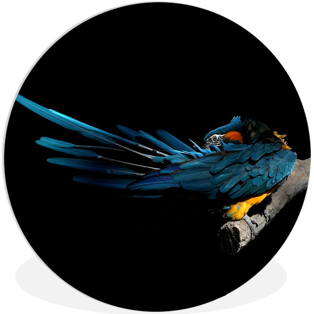 MuchoWow Rundes Wandbild - Runde Bilder Vogel - Federn - Zweig - Schwarz Ø 90 cm Kreis Wanddekoration Kunststoff - Wandkreis - Wandschmuck - Wan...