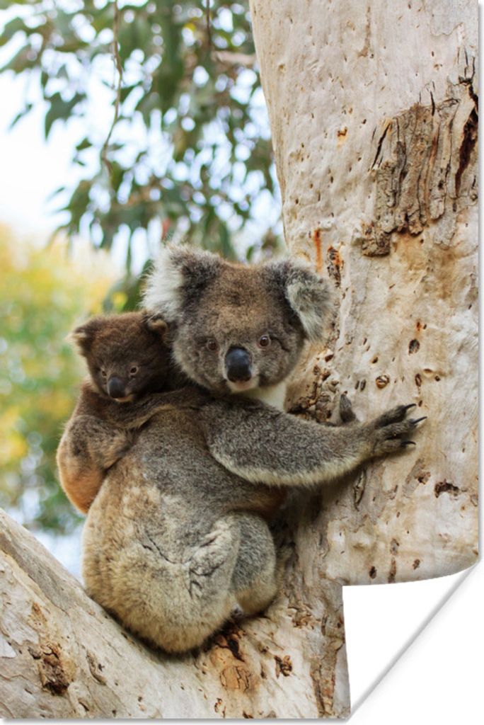 MuchoWow Poster Koalas - Kind - Baum - Kinder - Junge - Mädchen 40x60 cm - Plakate für die Wand - Poster Babyzimmer