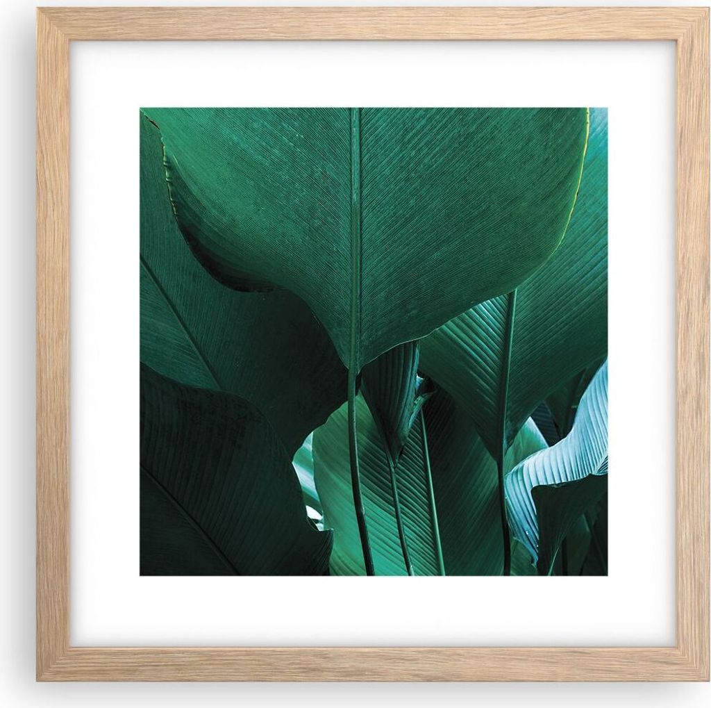 Gerahmtes Poster - Rahmen in heller Eiche - Blätter Palmen Banane - 30x30 cm - Wand Bild - Wanddeko - Wandbilder - Kunstposter - Wandposter - Bild...