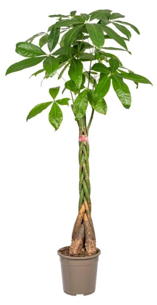 Glückskastanie - Pachira aquatica - mit geflochtenem Stamm - ca. 120-140cm hoch
