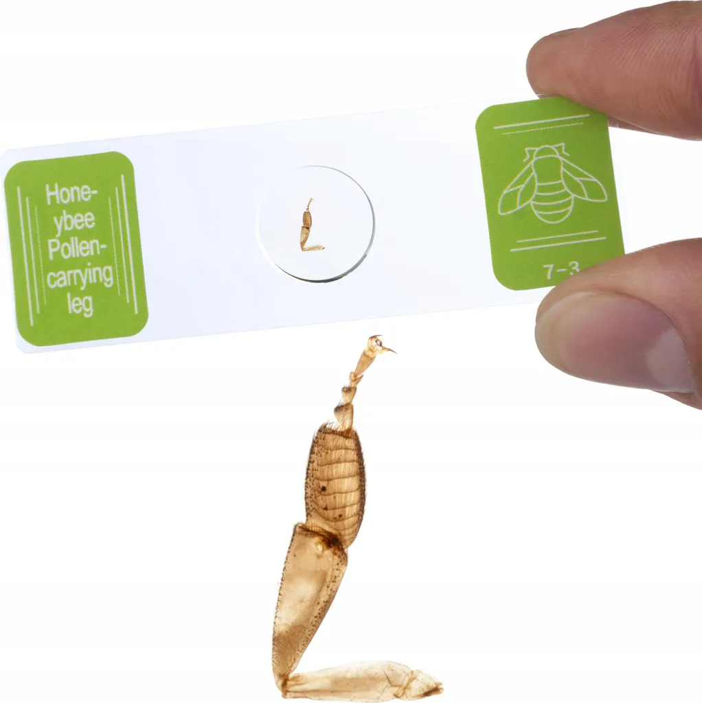 Microscope Uran Pro MBUP Haute Résolution avec coffret de préparations - 2