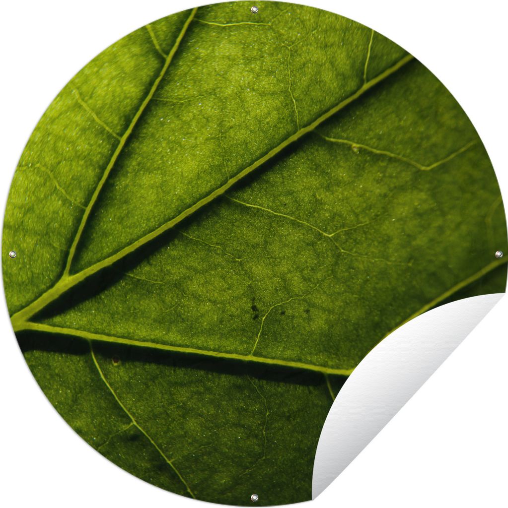 MuchoWow Gartenposter Outdoor-Poster Rund Nahaufnahme eines Blattes Ø 150 cm Gartendeko Rundes Poster draußen