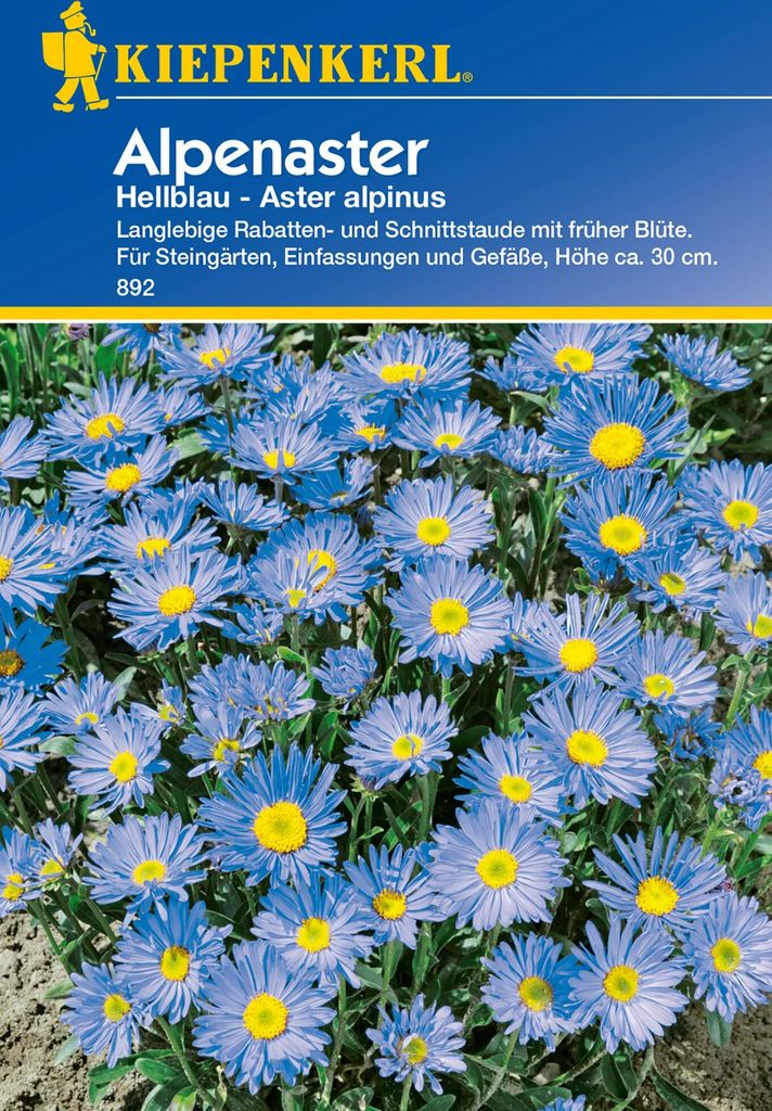 Kiepenkerl Alpenasternsamen Hellblau