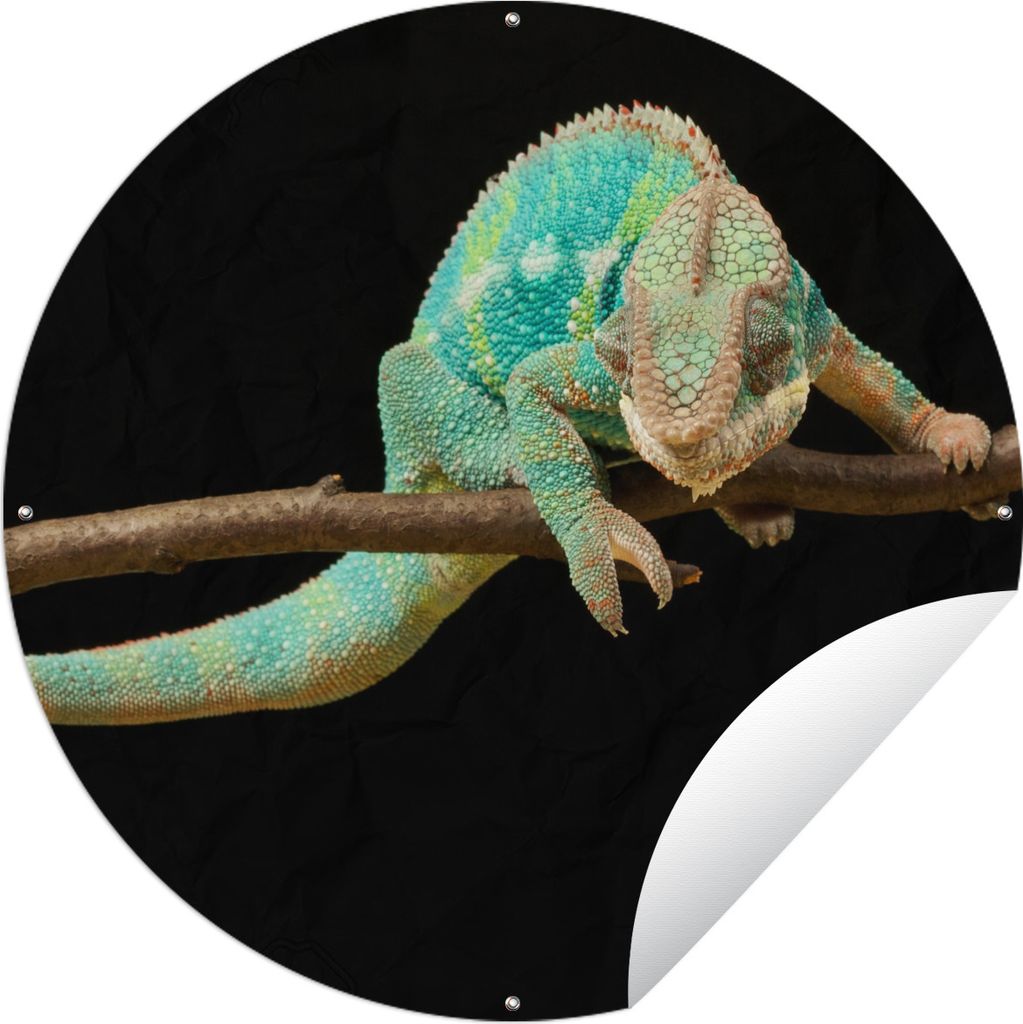 MuchoWow Gartenposter Outdoor-Poster Rund Chamäleon - Zweig - Pastell Ø 60 cm Gartendeko Rundes Poster draußen