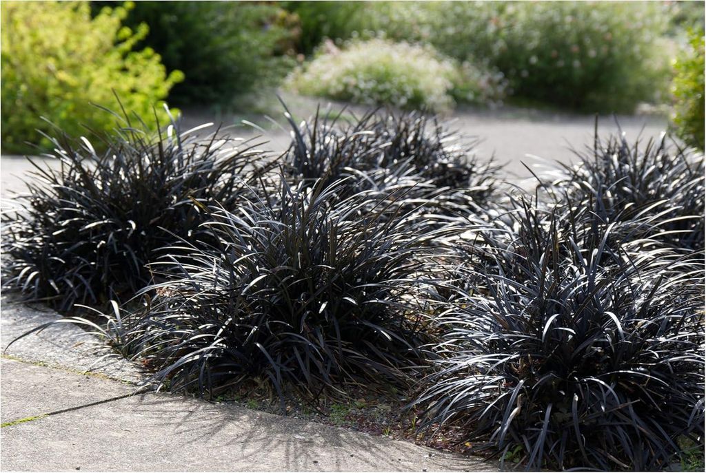Stauden Gänge 3 x Ophiopogon planiscapus 'Niger' im 1 Liter Topf - Schwarzer Schlangenbart - Kontraststark und außergewöhnlich - Bodendecker