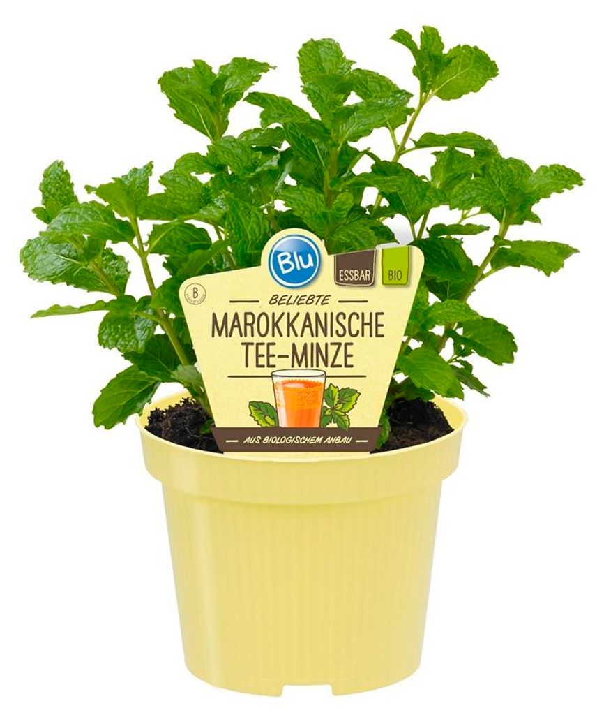 Marokkanische Tee-Minze- Mentha spicata - Kräuterpflanze im Produktbild 