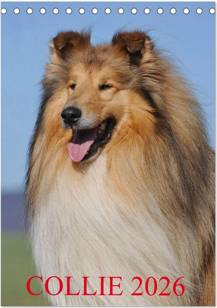 Collie 2026 (Tischkalender 2026 DIN A5 hoch), CALVENDO Monatskalender