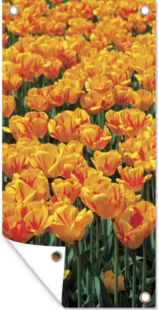 MuchoWow 30x60 cm Outdoor-Poster Gartendeko Sichtschutz Garten Poster für den Garten Orangefarbenes Tulpenfeld