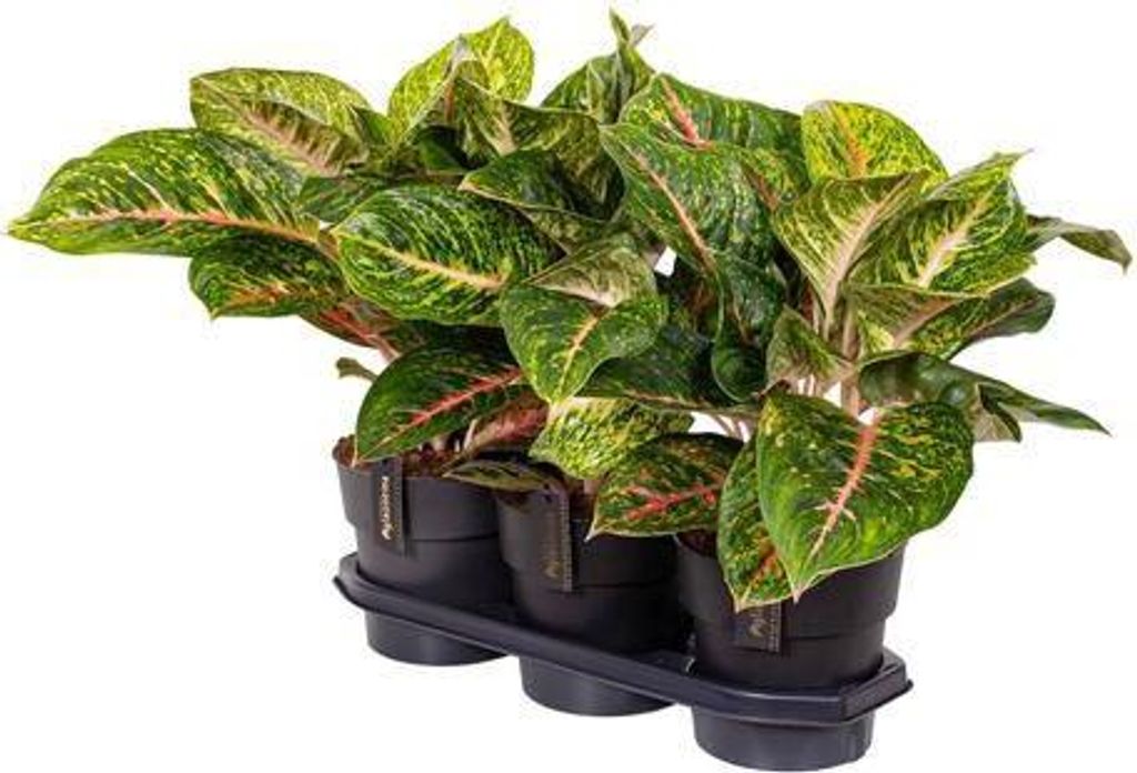 Kolbenfaden Aglaonema Spring Red Ø19cm 60cm pflegeleicht Zimmerpflanze dekorativ